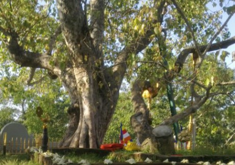 Дерево Бодхи